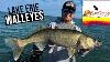 Catching Big Lake Erie Walleyes Trolling Deep Diving Crankbaits