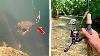 Incredible Creek Fishing In Ultra Clear Water Underwater Footage