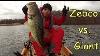 Zebco Vs Giant Bass